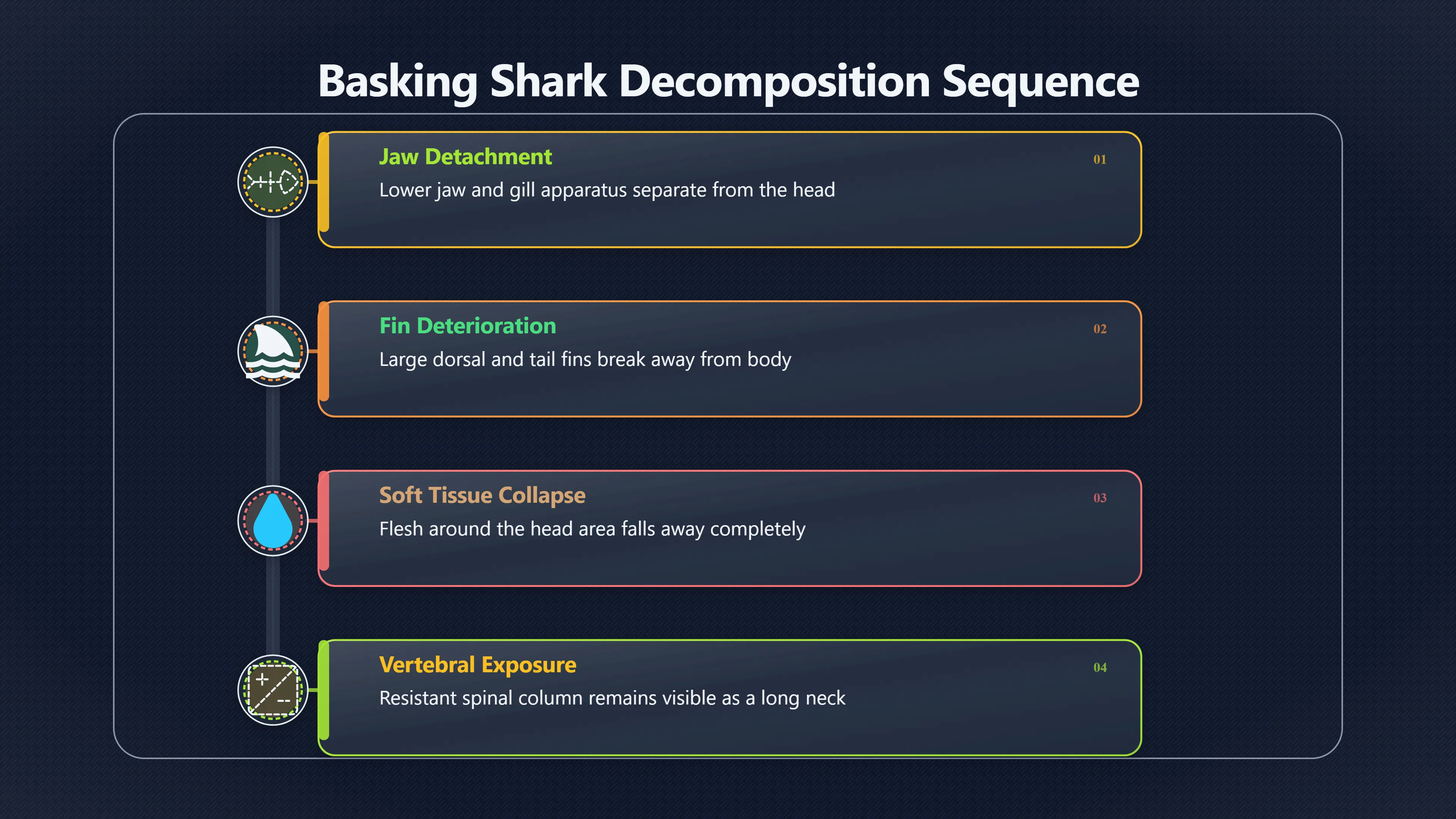 Overview image for Why Dead Sharks Can Look Like Sea Monsters