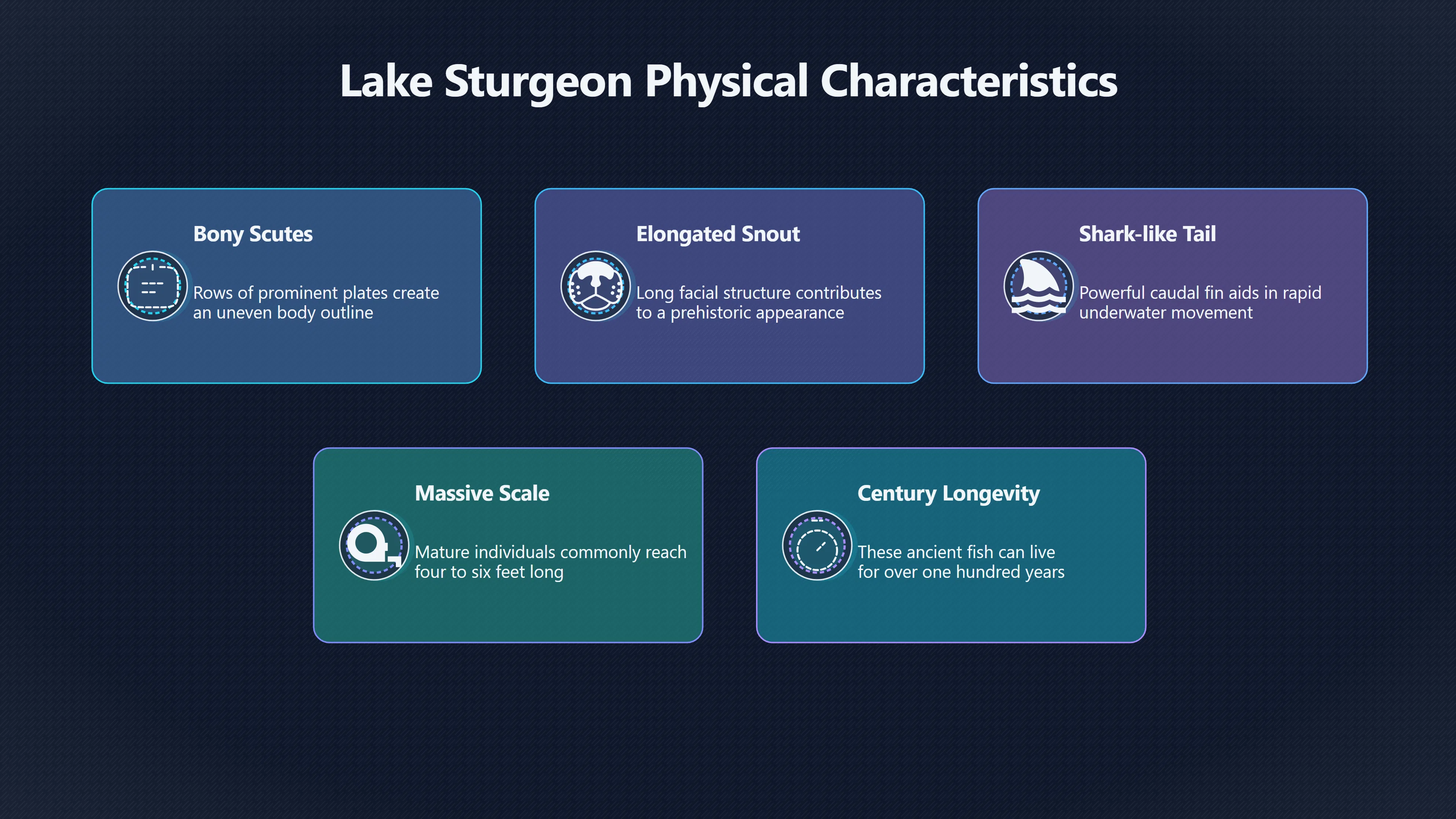 Overview image for Could a Giant Fish Look Like a Lake Monster?