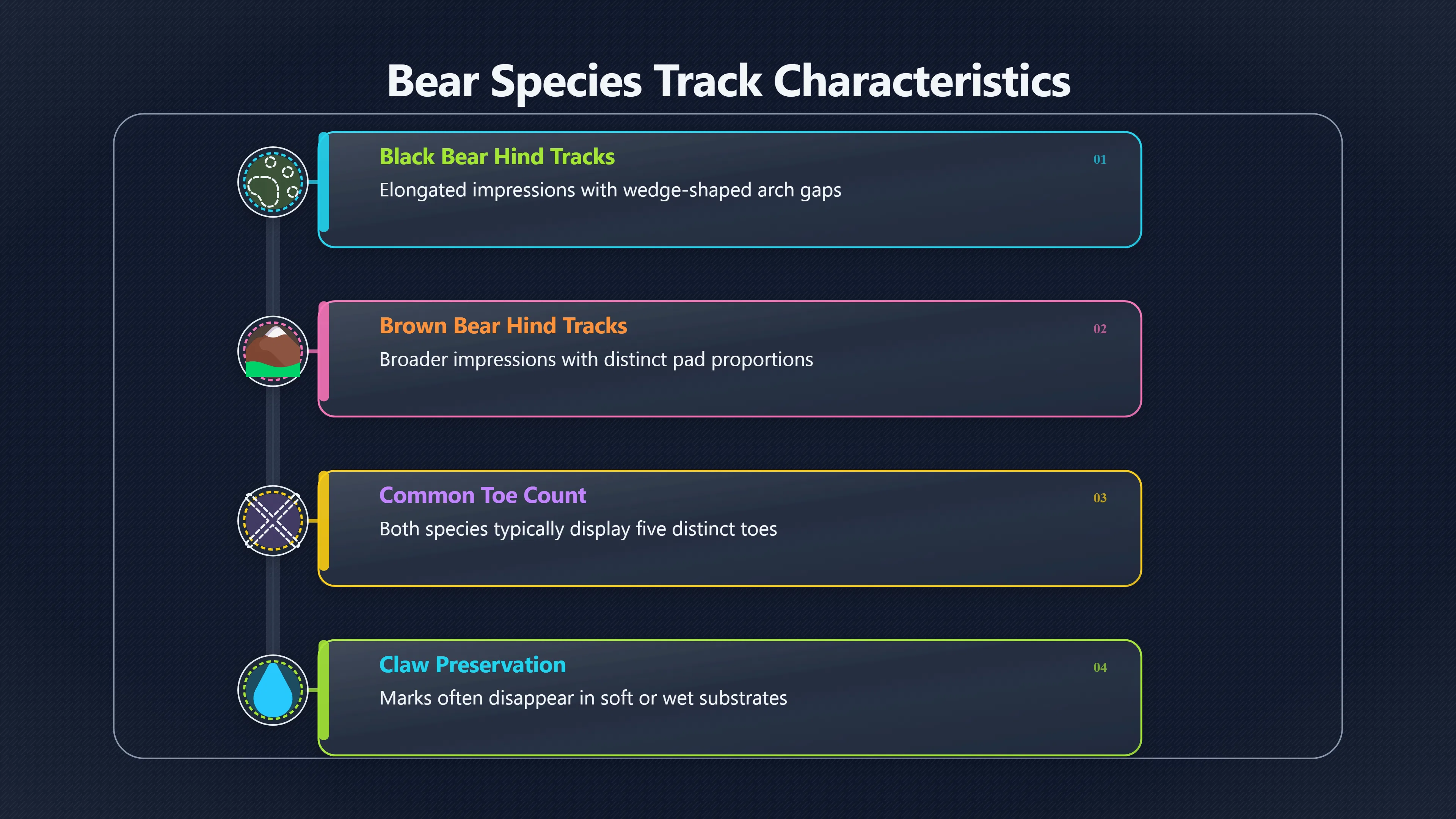 Overview image for Why Bear Tracks Look Human