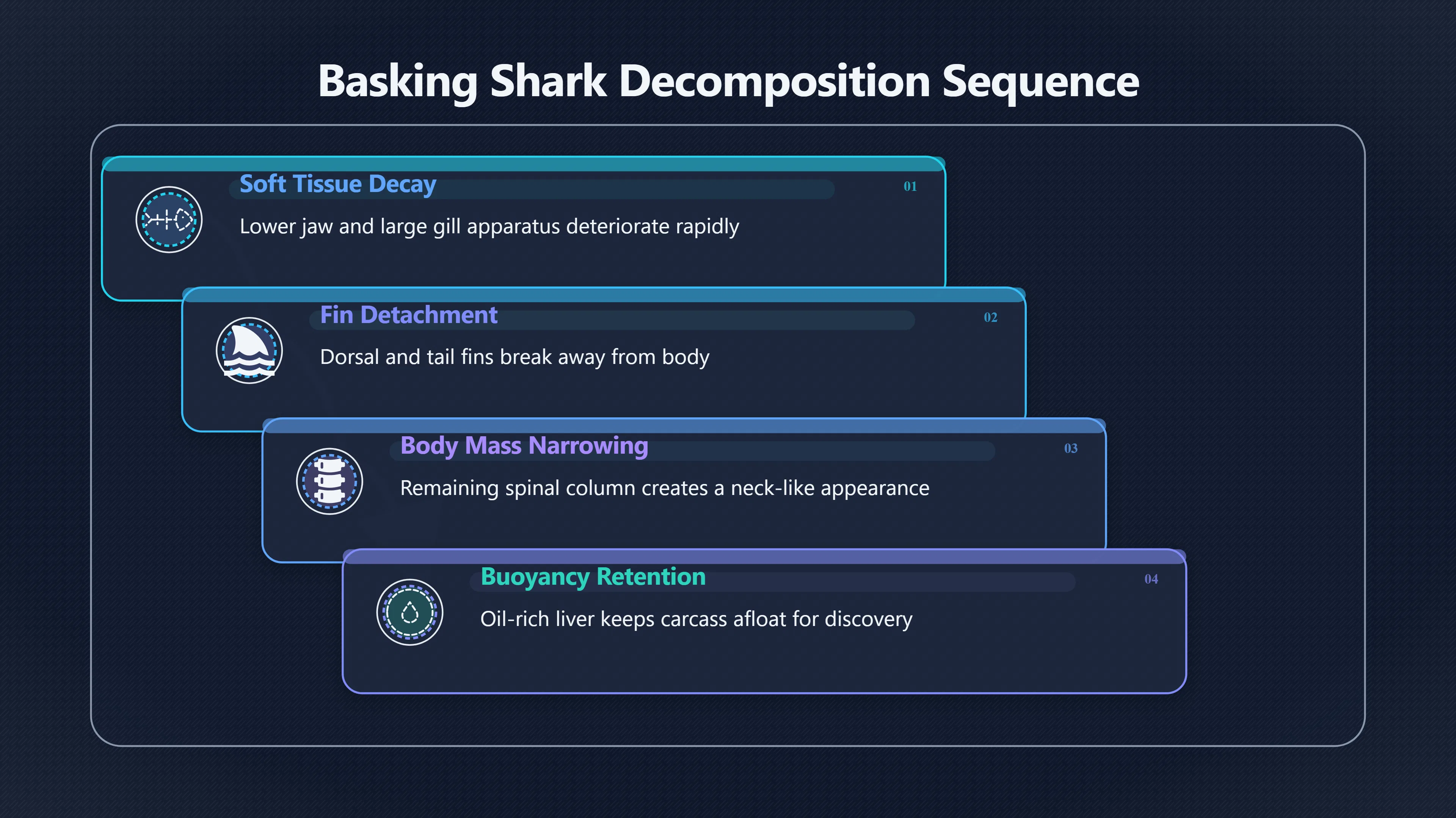 Overview image for Why Dead Sharks Become Sea Monsters