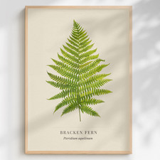 Listing image for Bracken Fern Print Pteridium aquilinum | Botanical Natural History Wall Art