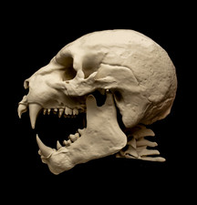 Listing image for Werewolf Skull Replica Life Size Cryptid Monster Skull Display Model exclusive