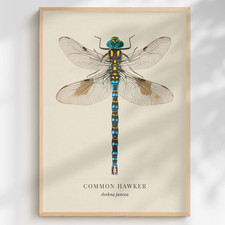 Listing image for Common Hawker Dragonfly Print Aeshna juncea | Natural History Wall Art