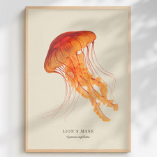 Listing image for Lion's Mane Jellyfish Print Cyanea capillata | Natural History Wall Art