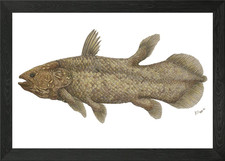 Listing image for Coelacanth Latimeria Framed Wall Art Poster Canvas Print Picture
