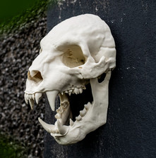 Listing image for Werewolf Skull Wall Art Replica Life Size Cryptid Skull Horror Display